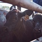 Greener Cattle Initiative opens call for research