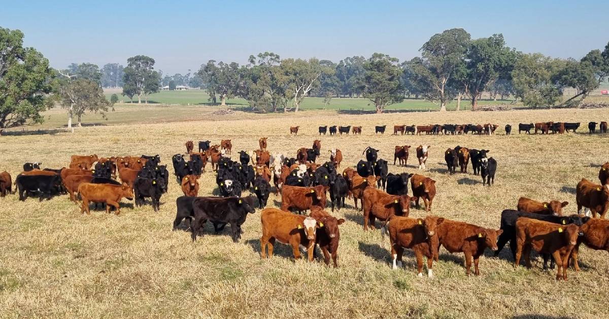 1600 head on offer for big Elders cattle sale at Boyanup saleyards | Farm Weekly