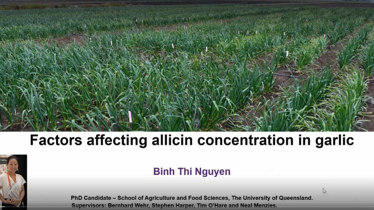 Factors affecting allicin concentration in garlic