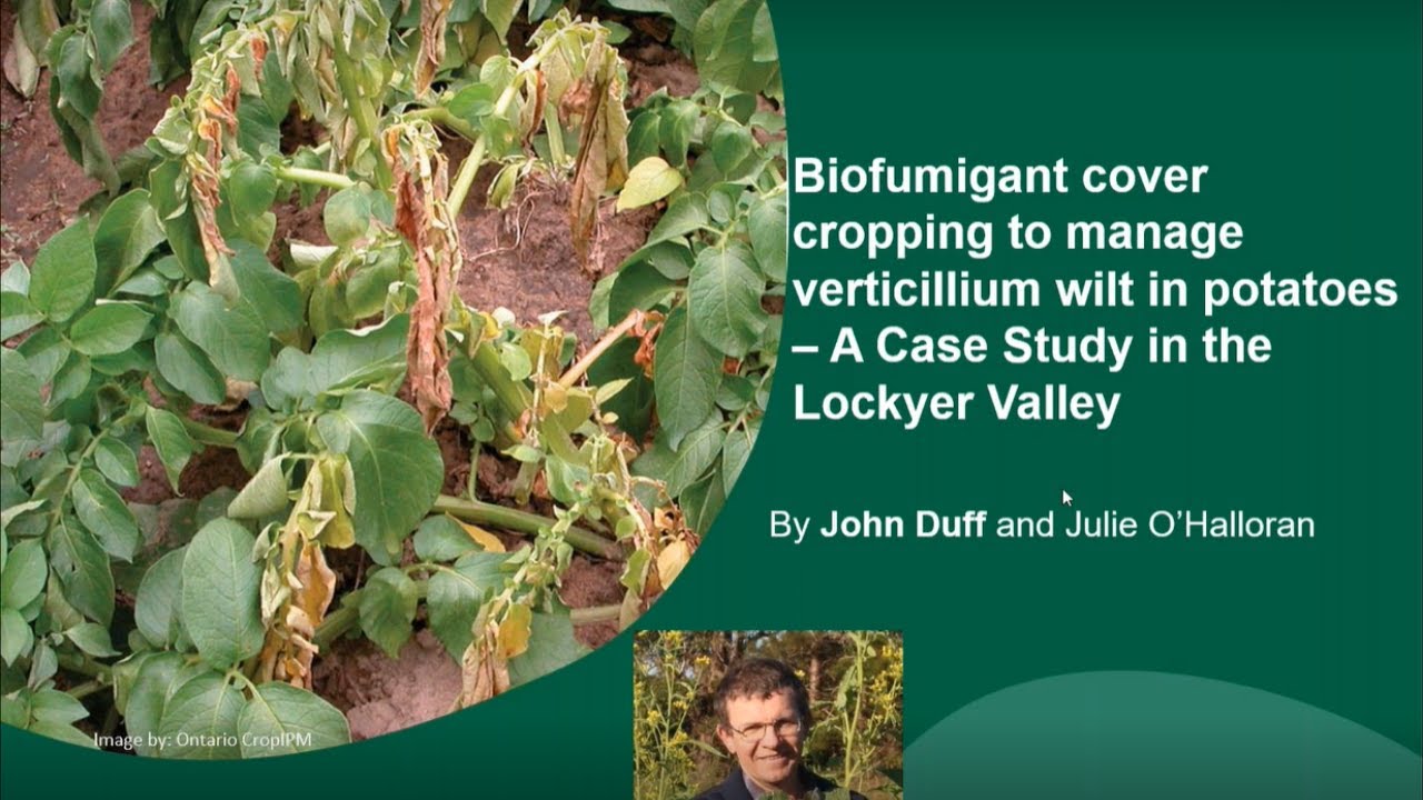 Biofumigant cover cropping to manage verticillium wilt in potatoes – A case study