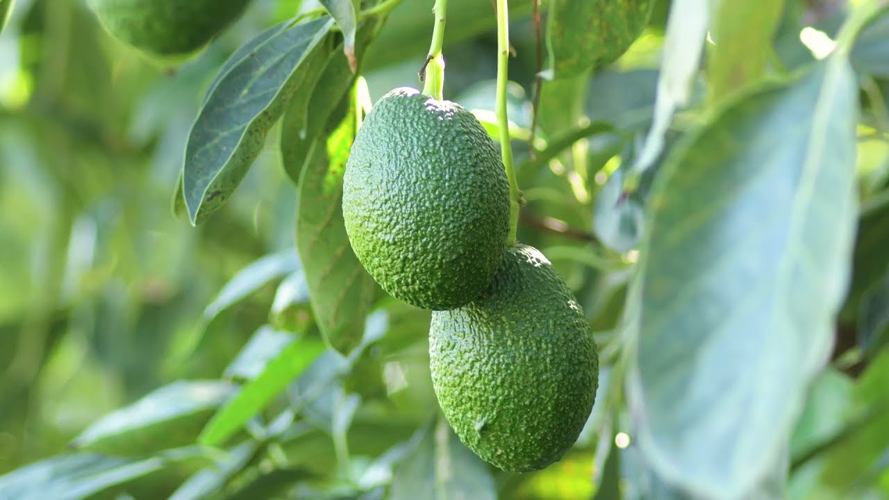 Ensuring optimal spray coverage to deliver good avocado fruit quality