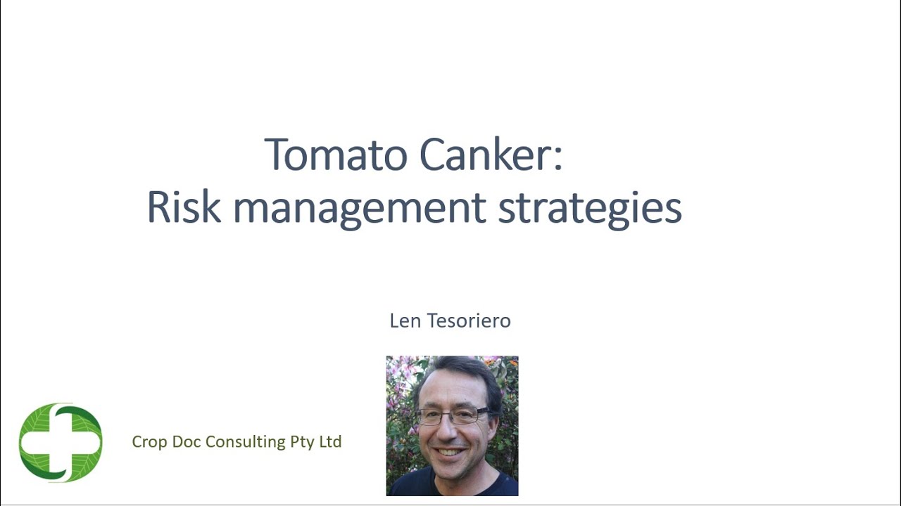 Tomato canker—risk mitigation strategies