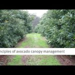 Fall armyworm management in vegetable crops