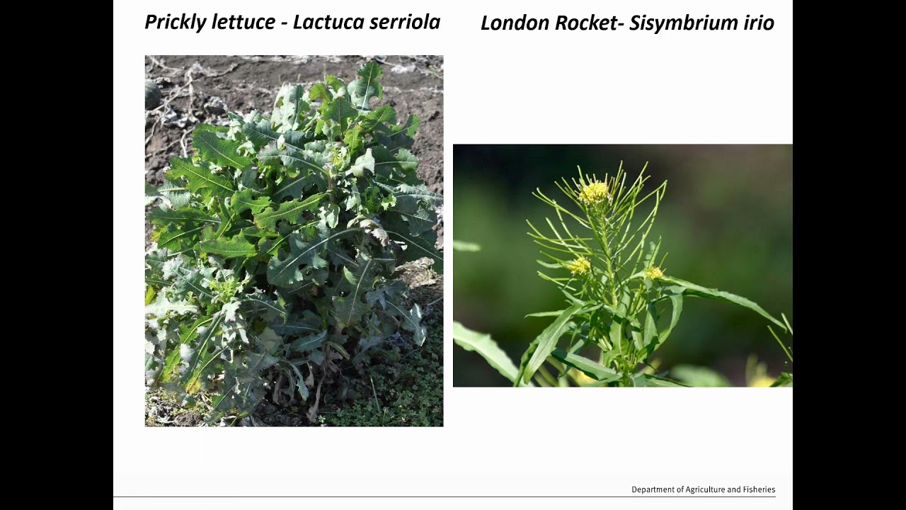 Lettuce necrotic yellows virus—are you ready?