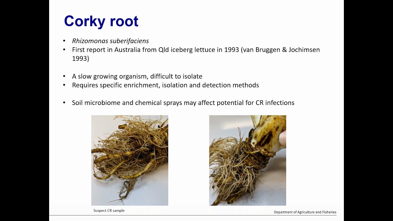 Bacterial diseases of lettuce