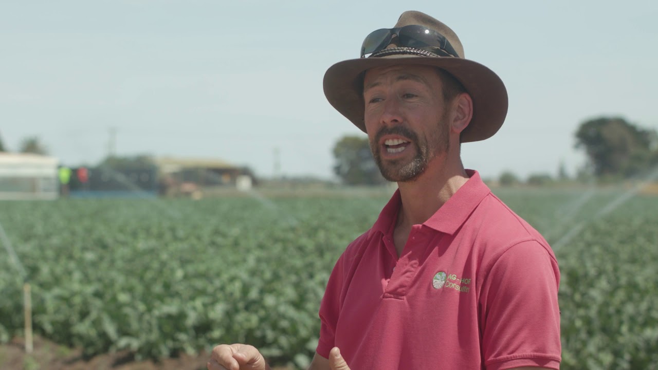 Drones in vegetable farming