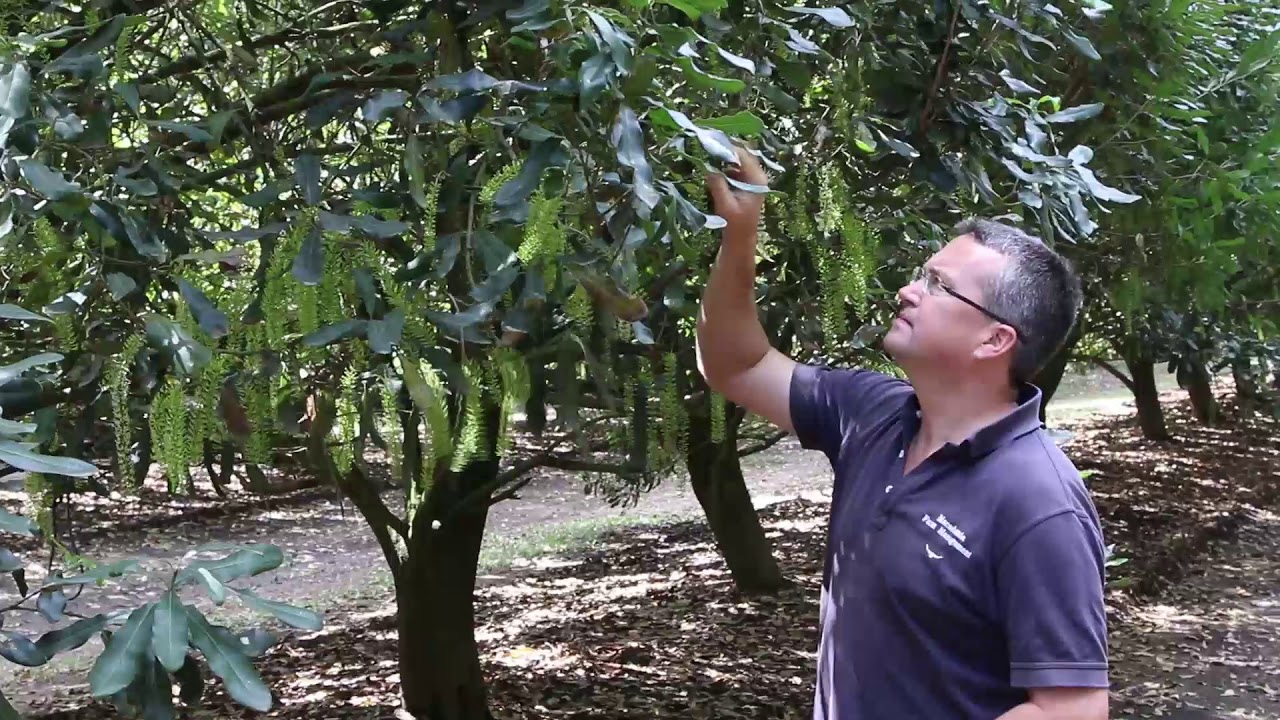 What makes a top-performing farm: Macadamia case study