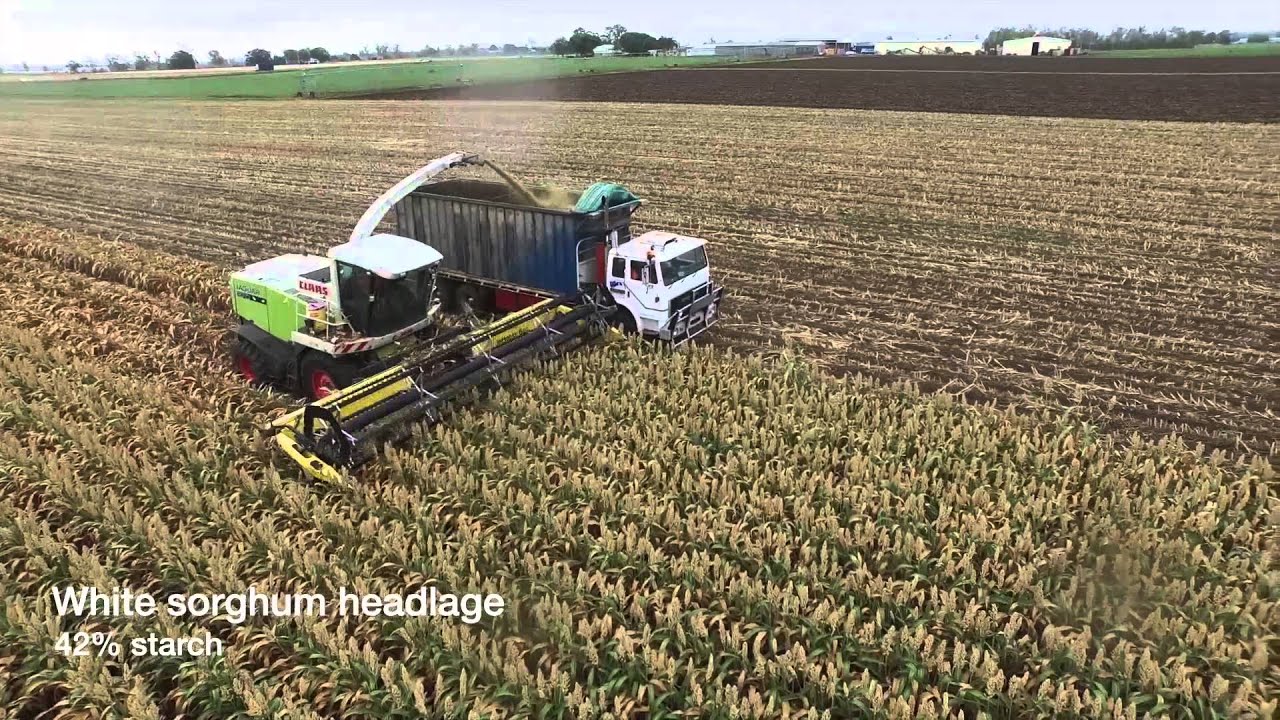 UQ/DAF Gatton Research Dairy C4 Milk: High milk from forage development trial