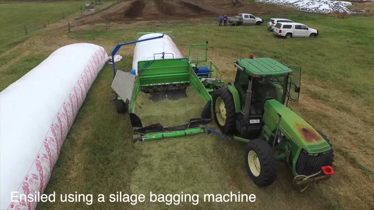 UQ/DAF Gatton Research Dairy C4 Milk. White sorghum headlage harvest