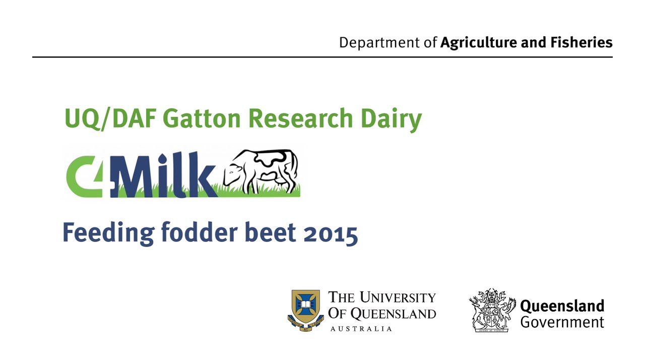 UQ/DAF Gatton Research Dairy – Feeding Fodder Beet 2015