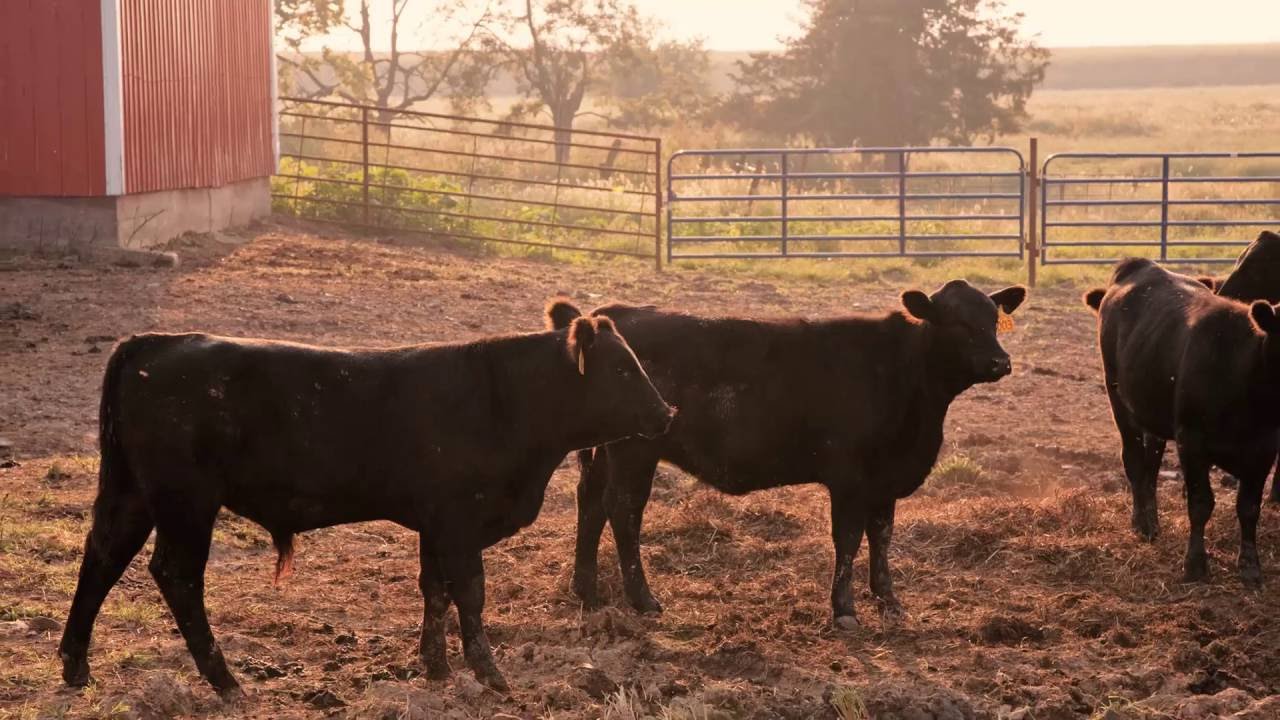 Victoria Murray Region – Disaster Resilience Planning for Australian Agriculture