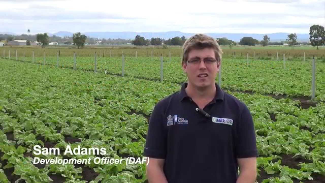 Fodder Beet Development trial –  May 2015 Update