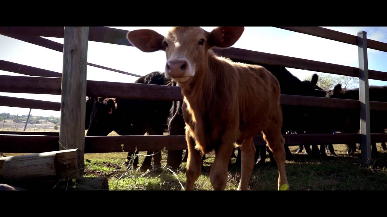 Queensland Beef – World-class quality for global markets