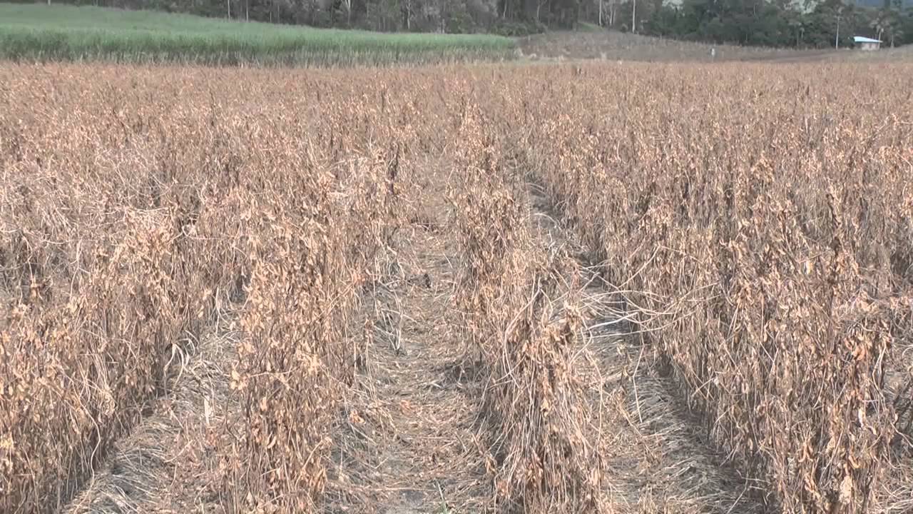 Legume residue management in sugarcane