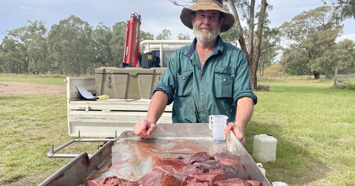 Feral pig control ‘needs every tool we can get’ | Queensland Country Life