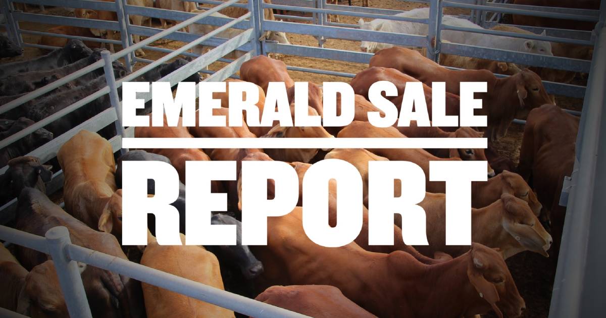 Normanton steers and mickies offloaded into Emerald sale