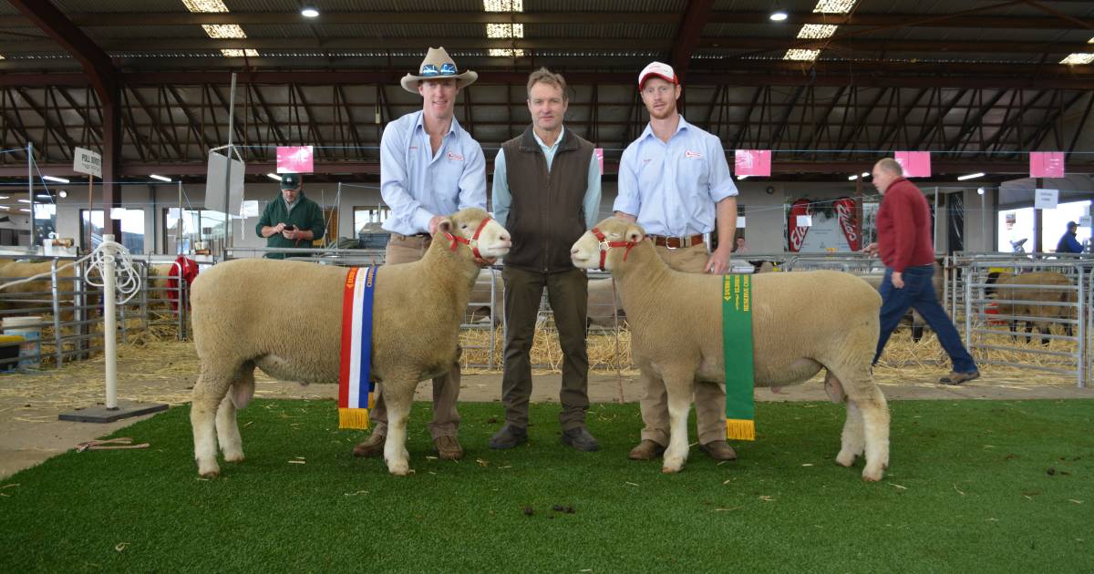 NSW State Sheep Show 2022: Day one results | The Land