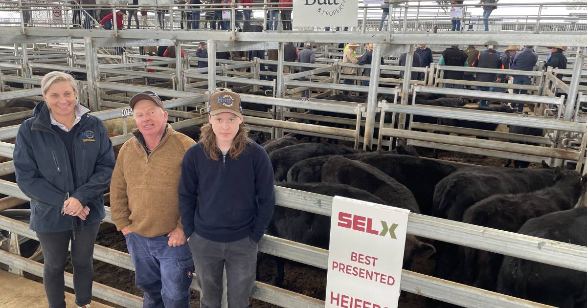 Yass special weaner sale where prices were up with steers reaching $2420 | The Land