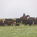 Utah bulls test positive for trichomoniasis