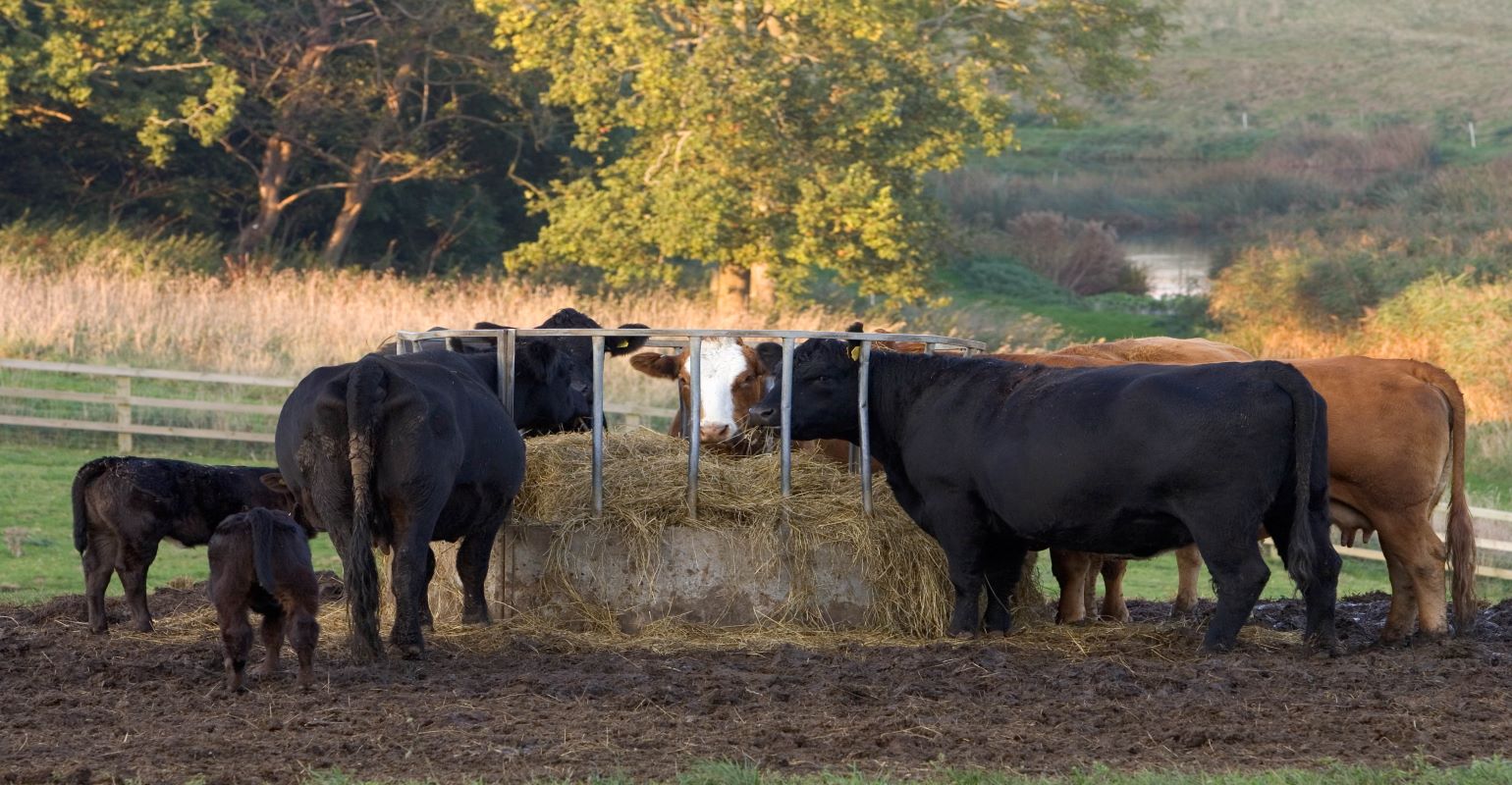 Hay stocks tighter in 2022