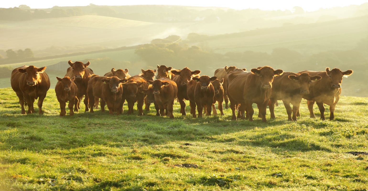 Should I fertilize my Bermudagrass Pasture This Year?