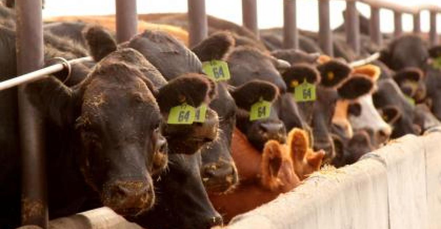 Another cattle feed on record