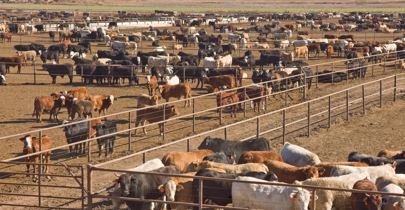 Muddy bottom line ahead for 2022 cattle markets