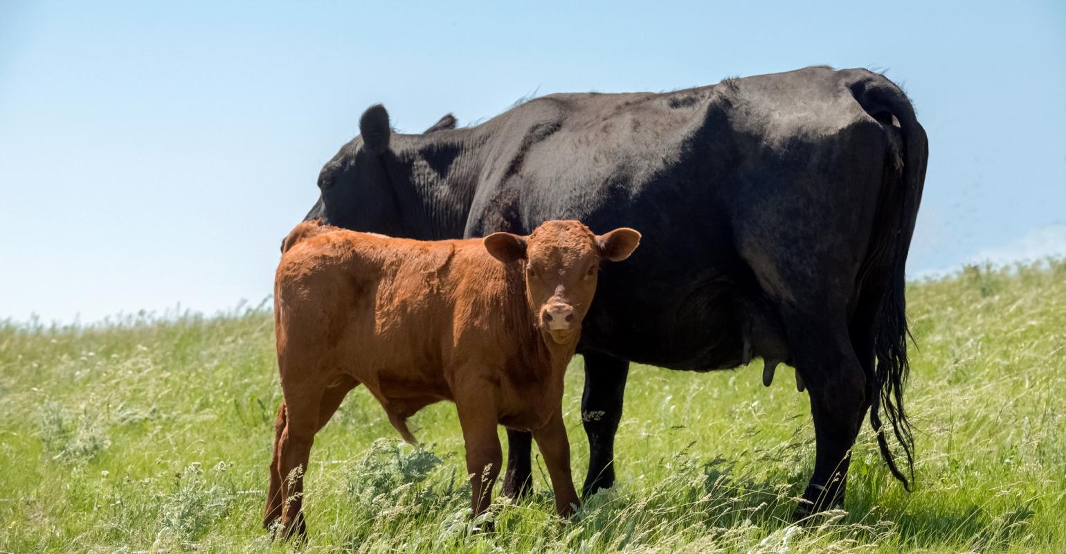 Crabgrass for summer grazing | Beef Magazine