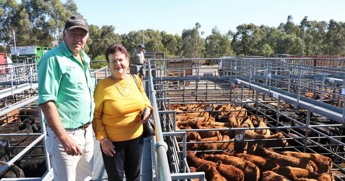 Beef steers sell to $2645 at Nutrien Livestock’s Boyanup store cattle sale | Farm Weekly