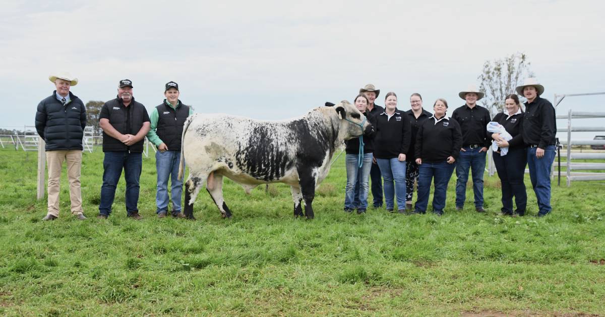 Black Diamond Speckle Park stud bulls head north in total clearance sale | The Land