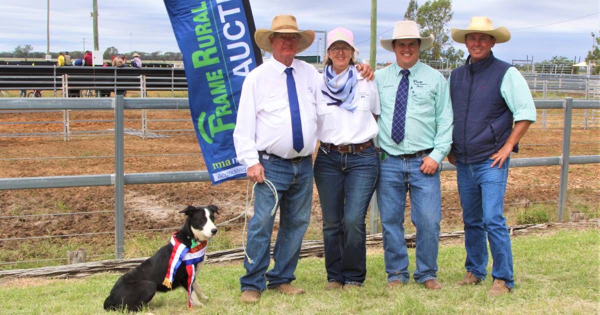 Blackall barks up the right tree with working dog sale | Queensland Country Life