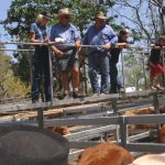 Light yearling steers make to 702c,average 694c at Toowoomba | Queensland Country Life