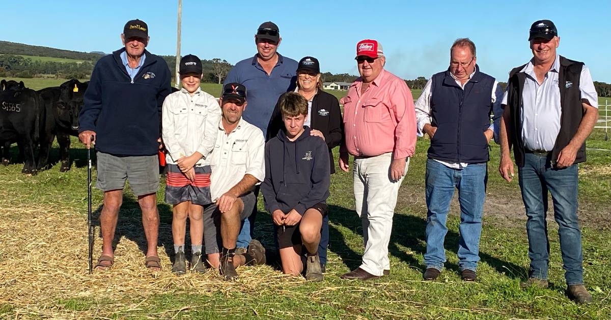 Bull tops $26,000 at Lawsons Angus yearling bull sale, Manypeaks | Farm Weekly