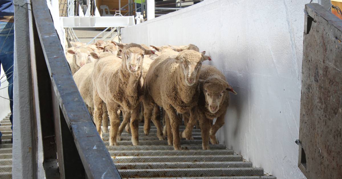 COMMENT: Live export industry deserves better