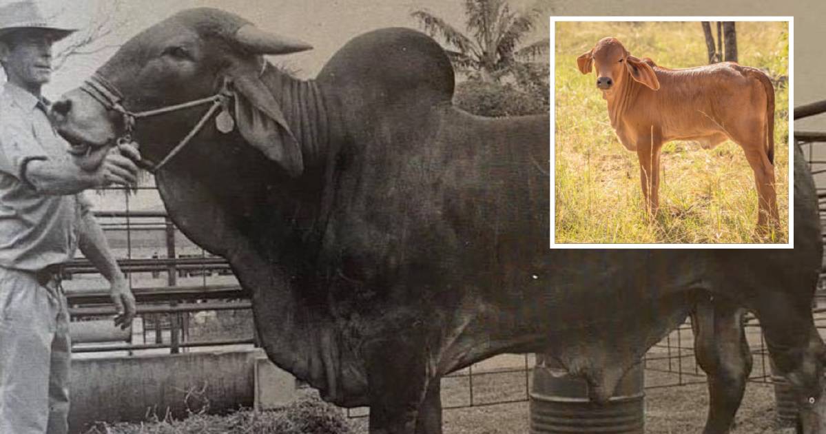 Calves drop to 1982 Texas Brahman bull