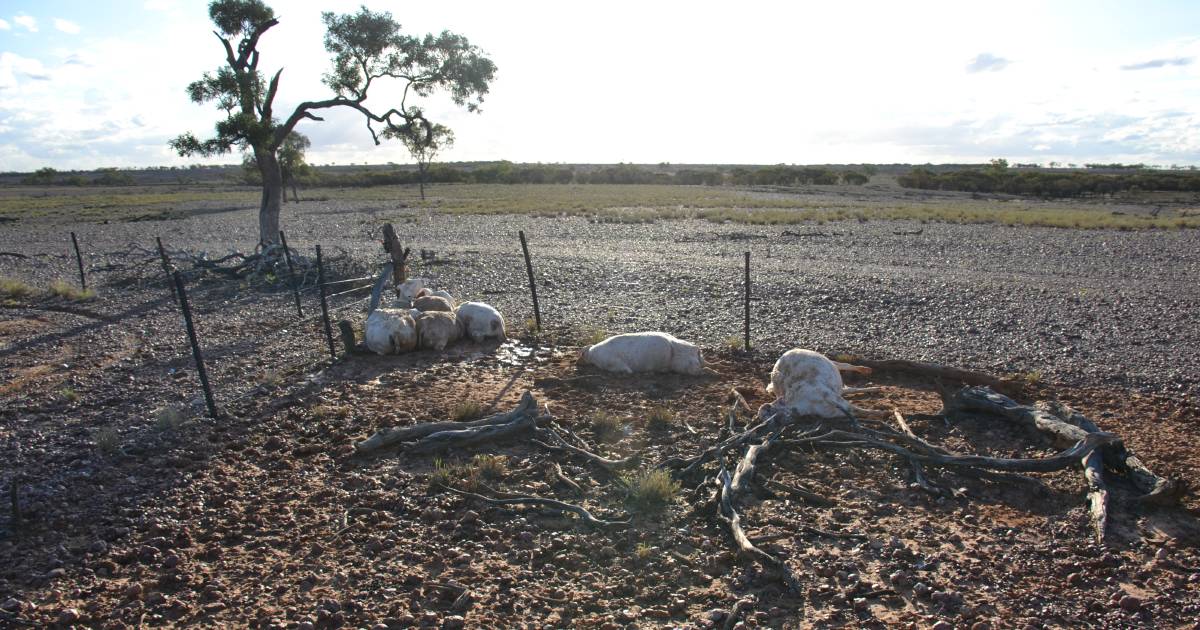 Central west sheep and goat producers lose stock in rain event | Queensland Country Life