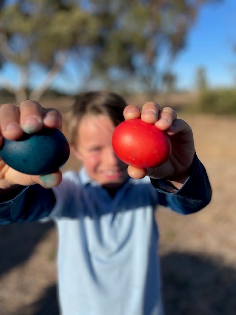 Colour fun dyeing eggs – AustralianFarmers