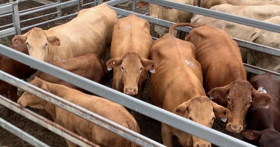 Cows and calves average $3266 on AuctionsPlus | Queensland Country Life