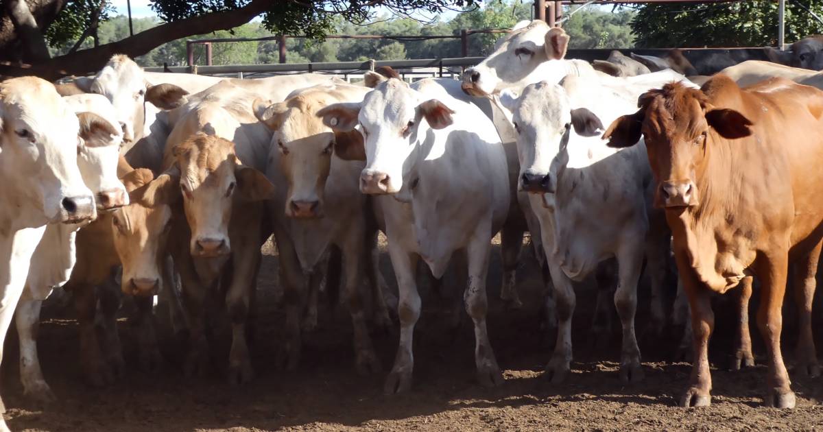 Crossbred cows sell for top dollars