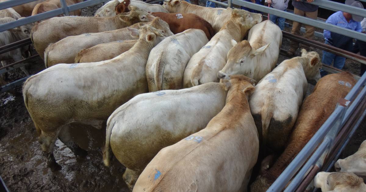 Feeder steers sell to $2610/hd at Toogoolawah | Queensland Country Life