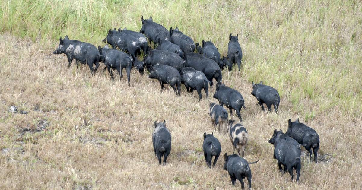 Feral pig poison banned, pregnancy testing green light for Qld