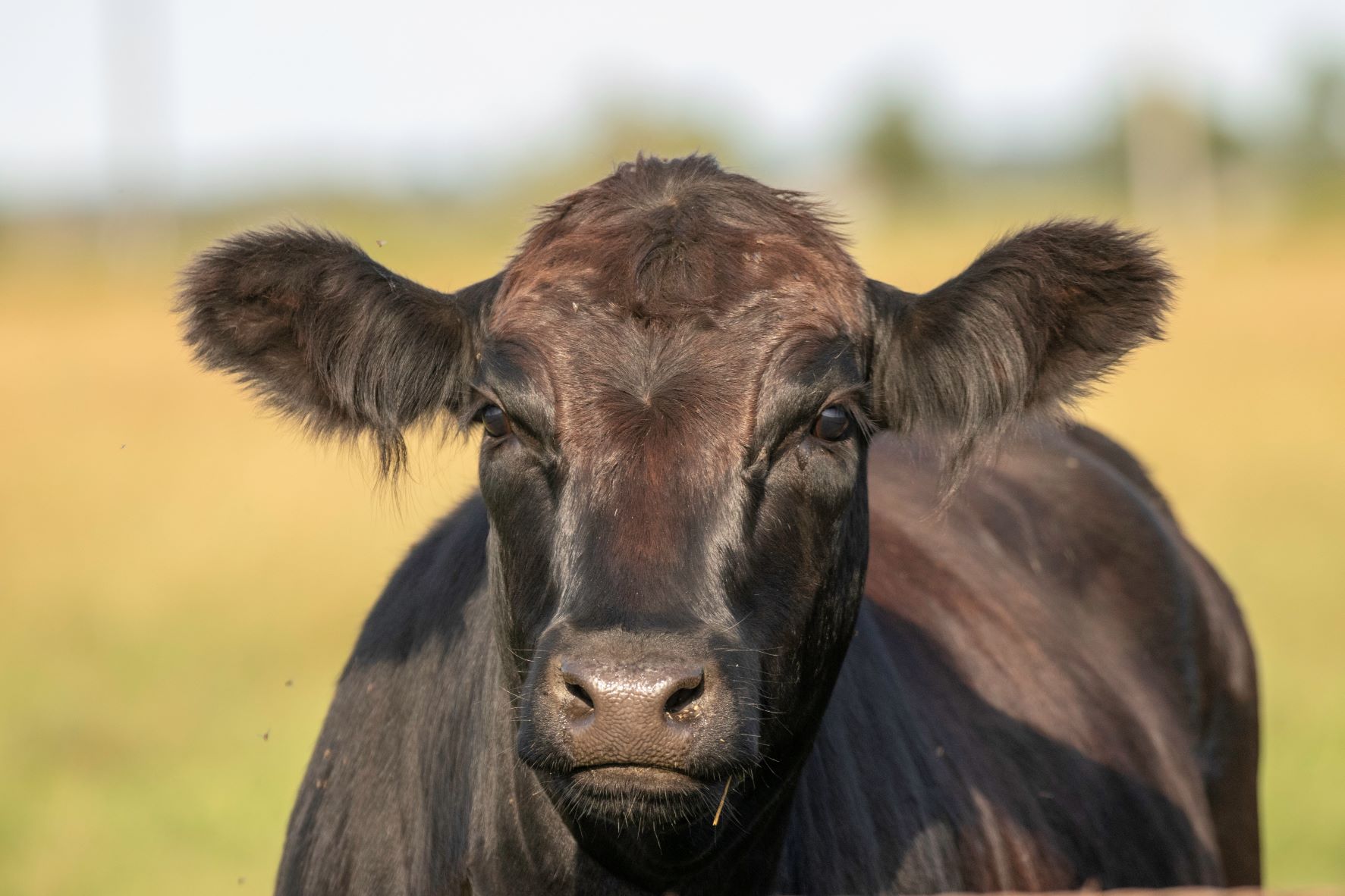 Veterinarians urge cattle producers to add anthrax vaccine this spring