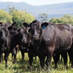 US bloodline gains upperhand at Springsure Goat Show