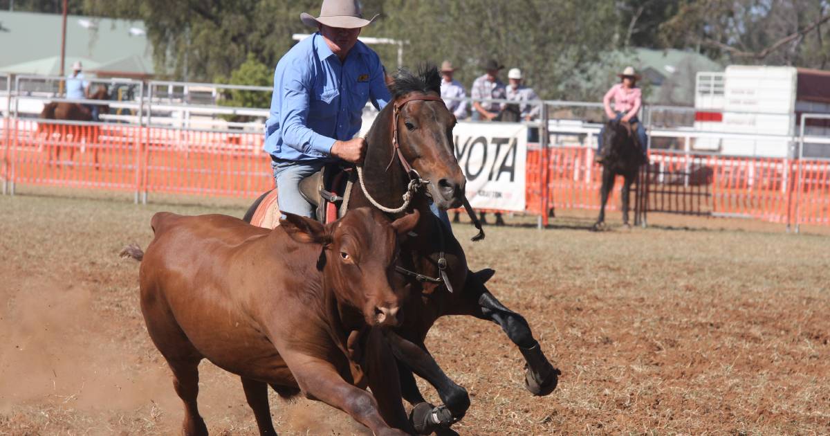 Hazelwood Conman’s stud book closed with more than 1000 registered ASH descendants | Queensland Country Life