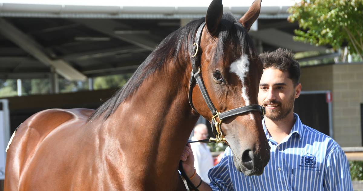 Inglis Yearling sale has best May day