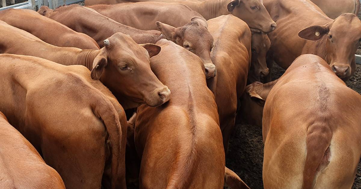 Limousin cross heifers with calves at foot sell for $4050 at Laidley | Queensland Country Life