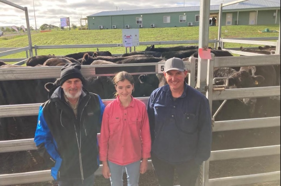 Little change again in strong Ballarat store cattle prices