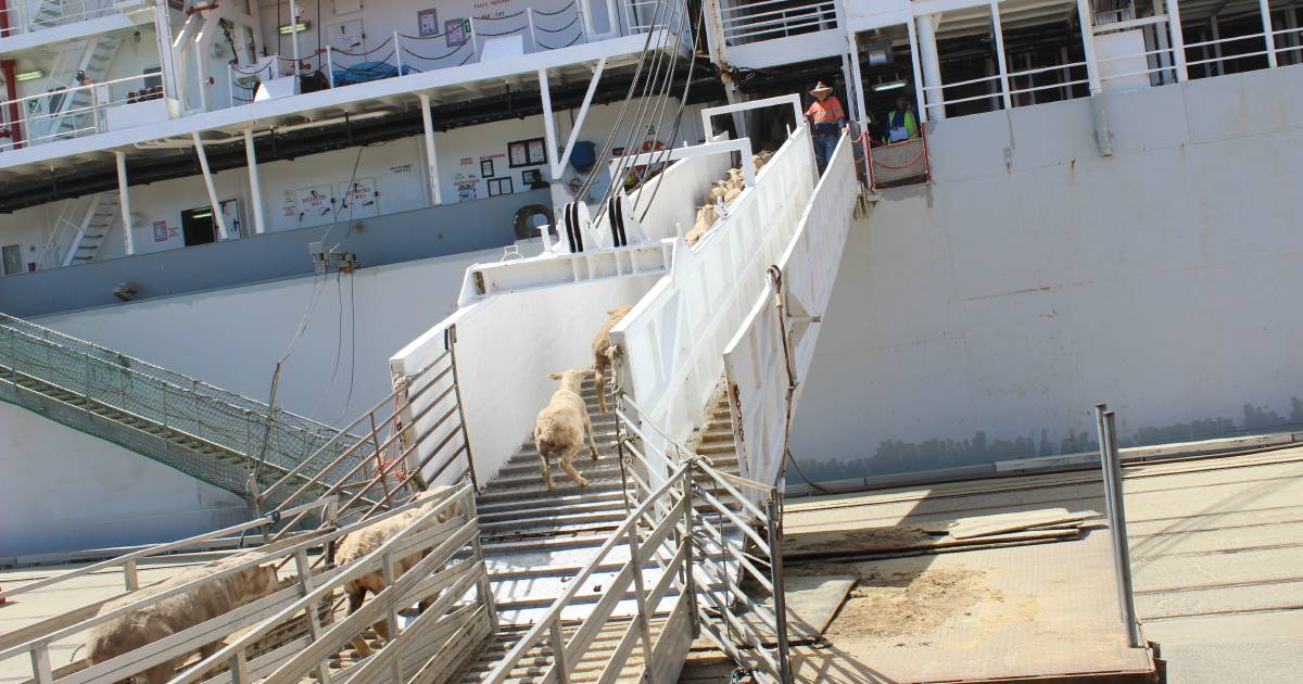 Nutrien Ag Solutions says live export industry is “very important” to regional WA | Farm Weekly