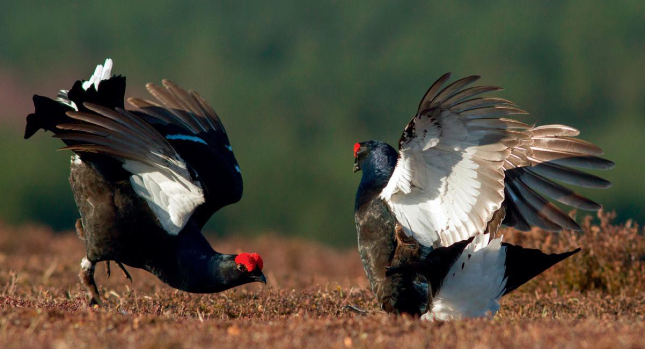 ‘The most spectacular wildlife experience in the British countryside’, and where to go to see it