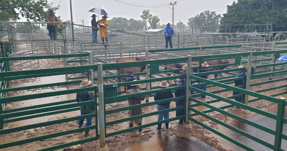 Prices firm to dearer at wet Blackall cattle sale | Queensland Country Life